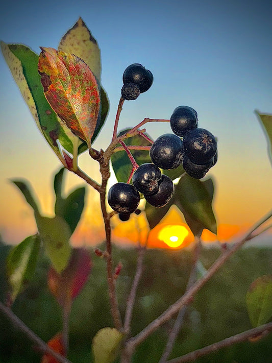 Fresh Aronia berries rich in antioxidants