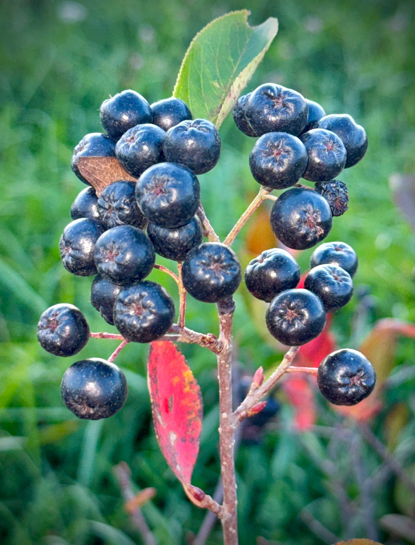 Aronia Berry Juice