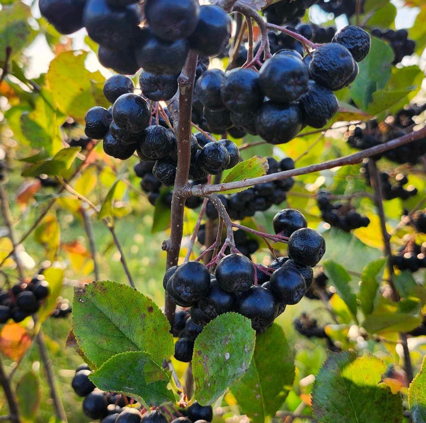 Aronia Berry Juice, Full strength, Cold pressed, 64oz bottle | Farmer + Physician Founded | Belonging Around the Berry (Copy)