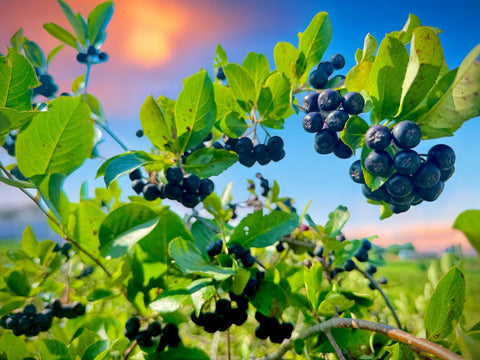 Aronia Berry Juice, Full Strength - Naturally sweet- grown & cold pressed in USA | 16oz glass bottle   FREE SHIPPING
